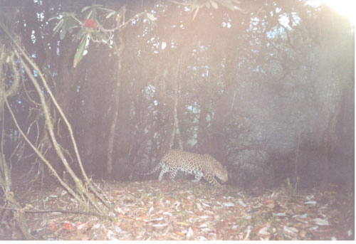 leopard-taken-in-lhuntse-during-2004