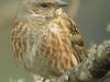 altai-accentor