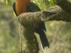 rufus-necked-hornbill