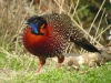 satyr-tragopan