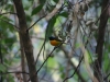 sunbird