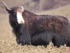 yak